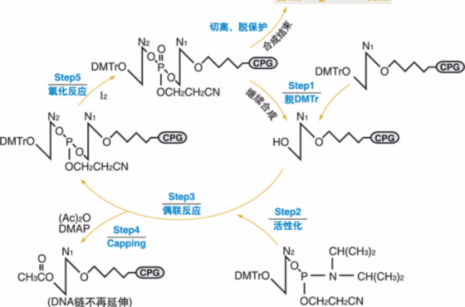 基因合成