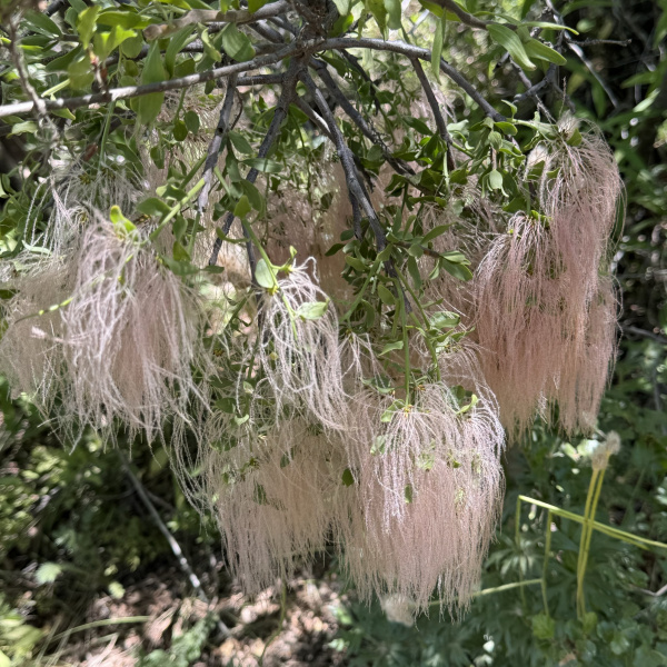 Misodendrum brachystachyum