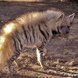 條紋鬣狗