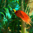 紐幾內亞極樂鳥(紅羽極樂鳥)