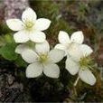 興安梅花草 興安梅花草