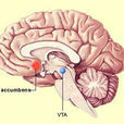 VTA(中腦腹側被蓋區)
