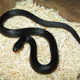 墨西哥黑色王蛇