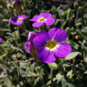 Aubrieta canescens