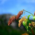 粱(黍亞科狗尾草屬植物) 粱(黍亞科狗尾草屬植物)