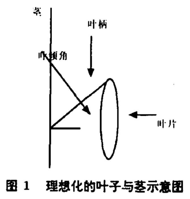 葉角 葉角