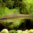 麥穗魚(麻嫩子) 麥穗魚(麻嫩子)