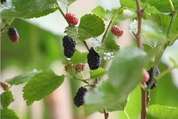 粵桑2號 粵桑2號