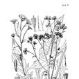 翼莖羊耳菊 翼莖羊耳菊