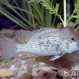 牛頭魚 牛頭魚