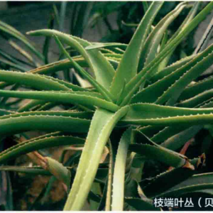 樹蘆薈