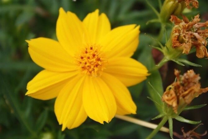XJ黃花-001 XJ黃花-001