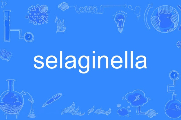 selaginella selaginella