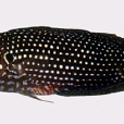 尾斑阿南魚(鳥尾珍珠龍)
