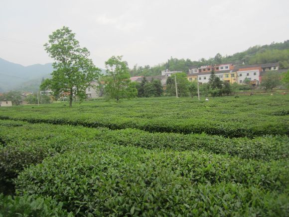 麻城龜山綠茶