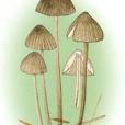 鉛灰色小菇 鉛灰色小菇