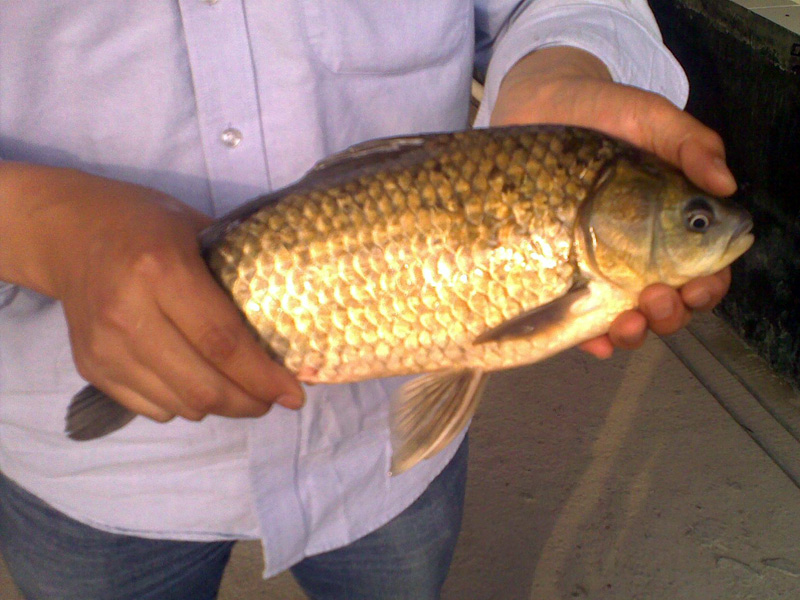 黃金鯽魚