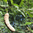 酸角(中藥) 酸角(中藥)