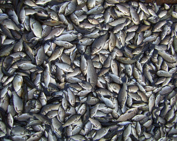 扎龍鯽魚 扎龍鯽魚