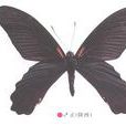 紅基美鳳蝶 紅基美鳳蝶