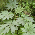 小通草(旌節花科植物)