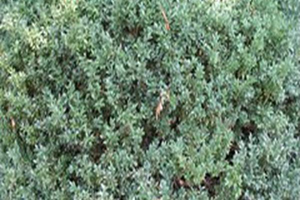 Buxus sempervirens \x27Mary Gamble\x27 Buxus sempervirens \x27Mary Gamble\x27