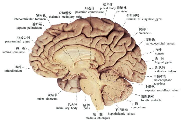 器質性大腦綜合徵