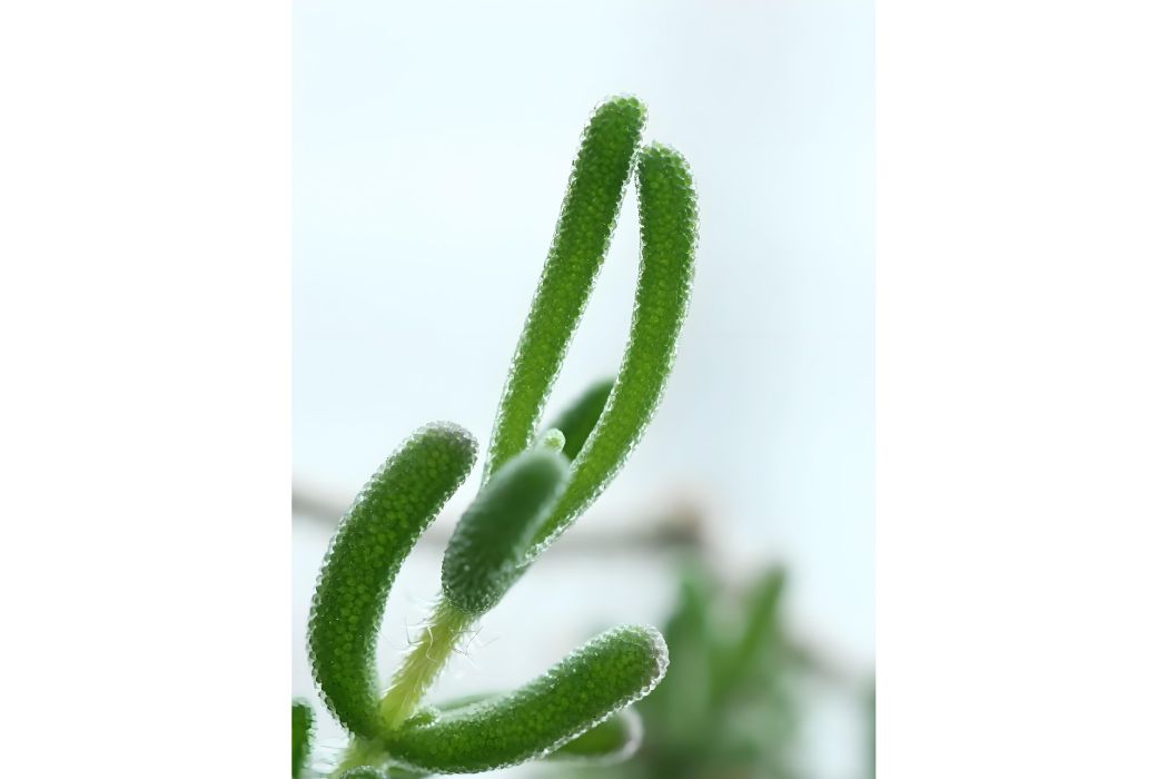 彌生花 彌生花