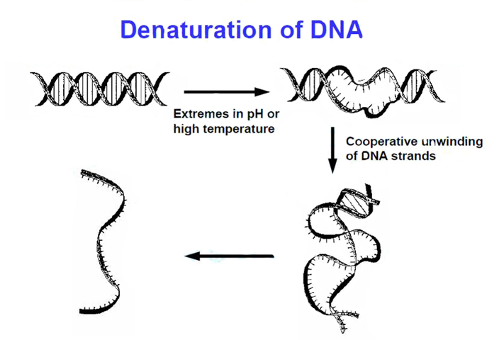 DNA變性