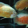 地圖魚 地圖魚