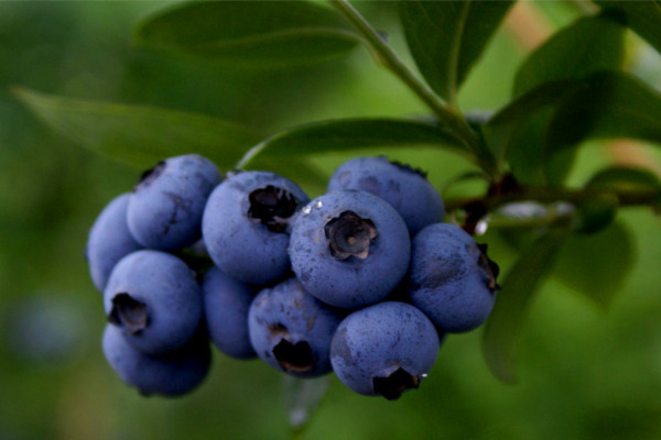 中國北極藍莓