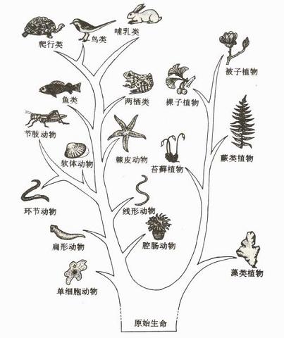 生物進化樹