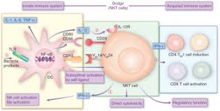 NKT細胞