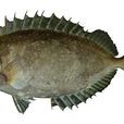 褐籃子魚 褐籃子魚