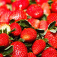 麗紅(日本引進草莓品種) 麗紅(日本引進草莓品種)