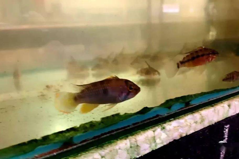 橢錦燈魚 橢錦燈魚