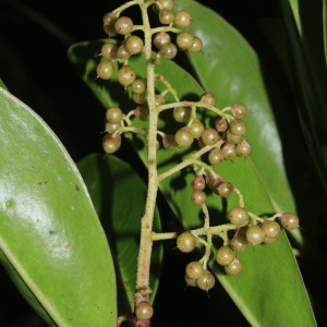 Tapeinosperma tchingouense