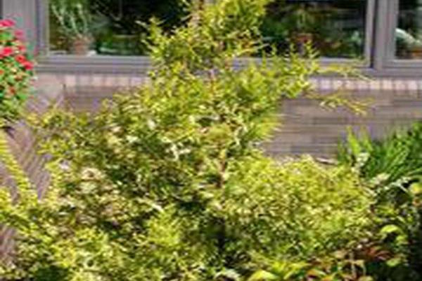 Chamaecyparis pisifera \x27Vintage Gold\x27 Chamaecyparis pisifera \x27Vintage Gold\x27