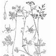 環輻絲瓣芹 環輻絲瓣芹