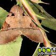 鈴斑翅夜蛾 鈴斑翅夜蛾