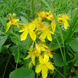 Hypericum richeri
