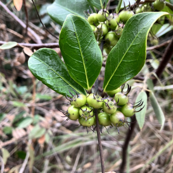 Danais volubilis
