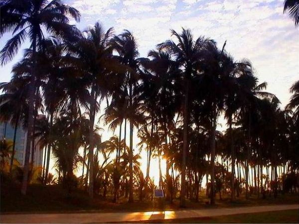 椰子大觀園