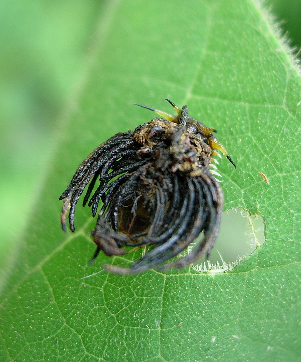 泡桐葉甲幼蟲（圖3）