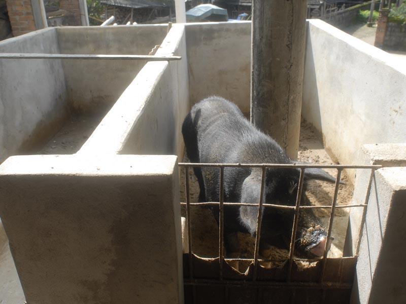 曼桂村-生豬養殖