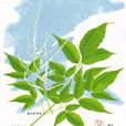 升麻草(升麻草) 升麻草(升麻草)