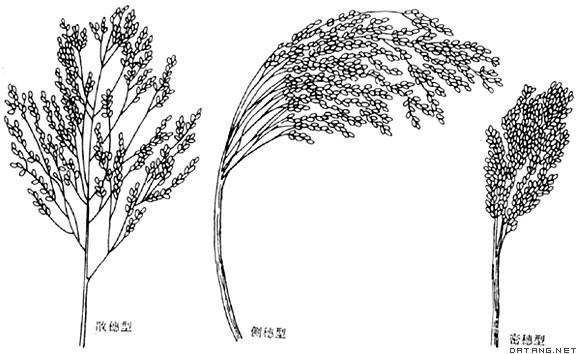 黍稷(草本植物)