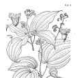 上思卷花丹 上思卷花丹