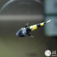 小蜜蜂(蜜蜂魚) 小蜜蜂(蜜蜂魚)