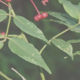 貴州花椒(中藥材) 貴州花椒(中藥材)